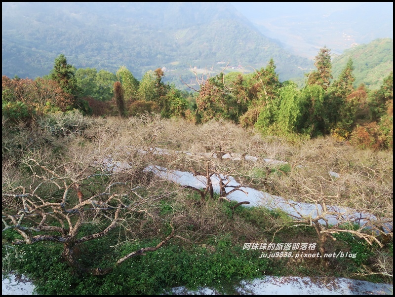 信義烏松崙賞梅10.JPG