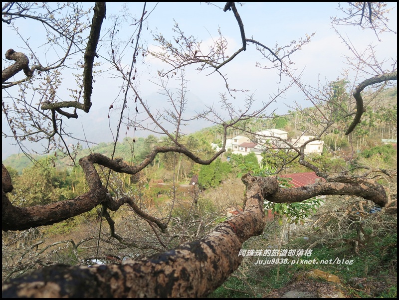 信義烏松崙賞梅11.JPG 信義烏松崙賞梅11.JPG