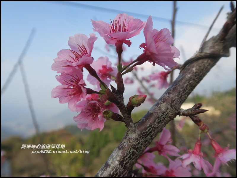 信義烏松崙賞梅13.JPG