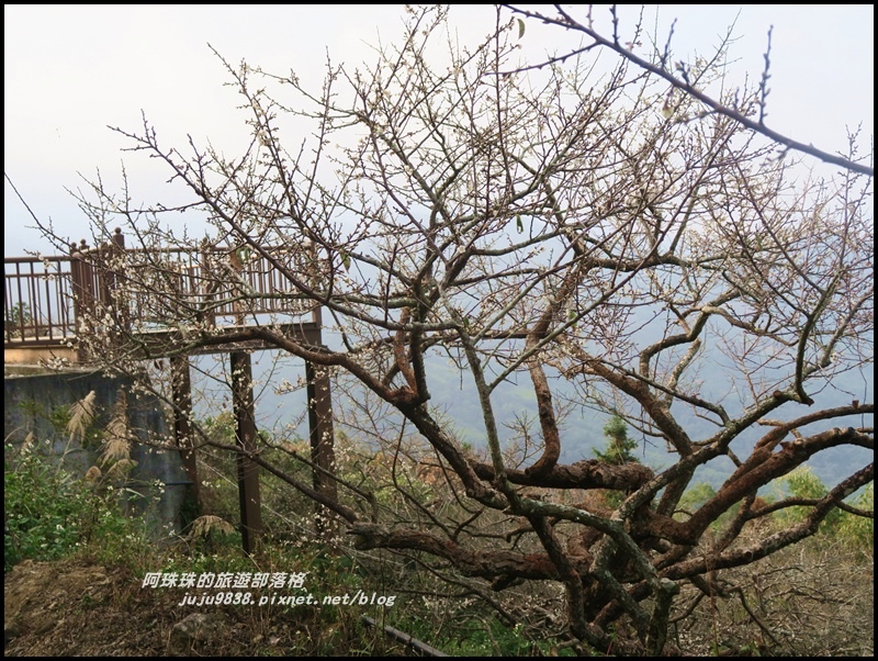 信義烏松崙賞梅15.JPG 信義烏松崙賞梅15.JPG
