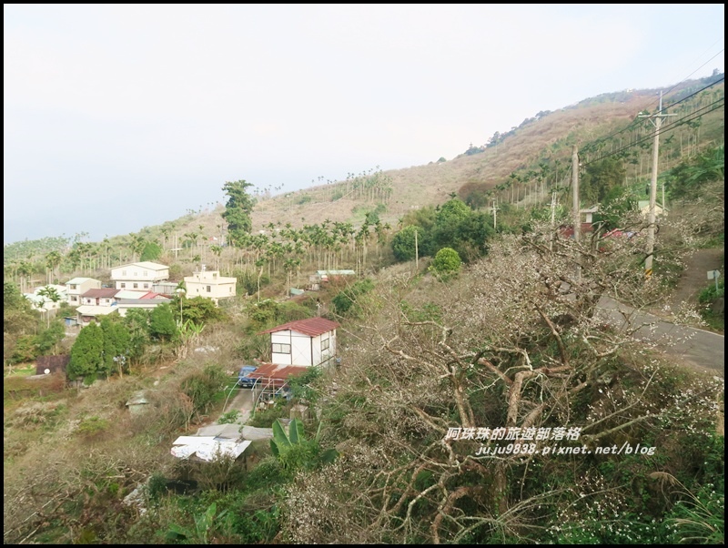 信義烏松崙賞梅16.JPG 信義烏松崙賞梅16.JPG