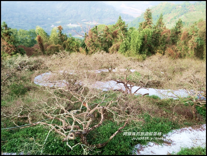 信義烏松崙賞梅17.JPG 信義烏松崙賞梅17.JPG