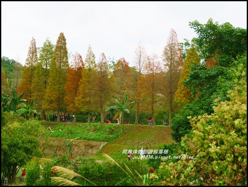 六塘落羽松2.JPG 六塘落羽松2.JPG