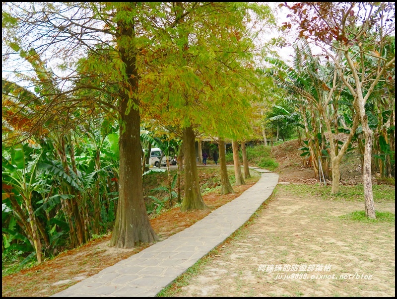 六塘落羽松3.JPG 六塘落羽松3.JPG