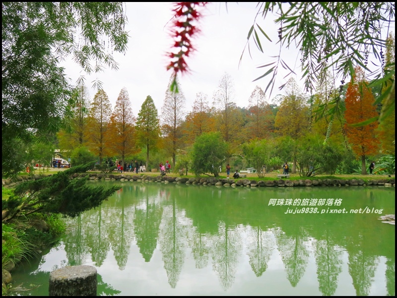 六塘落羽松10.JPG 六塘落羽松10.JPG