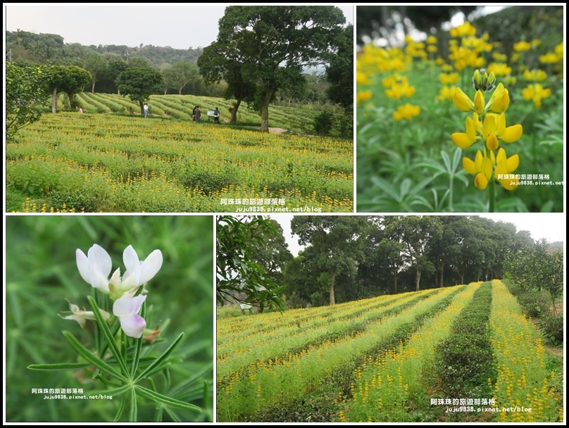 大北坑50 大北坑50