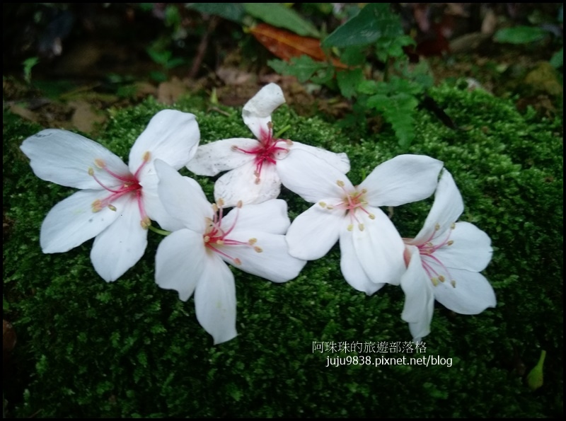 十一指古道4.jpg 十一指古道4.jpg