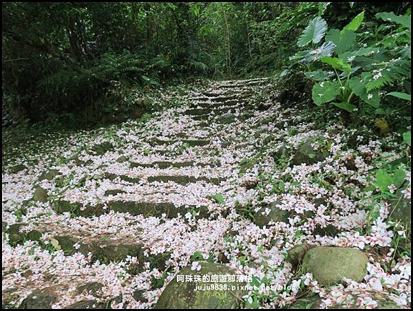 十一指古道11.JPG 十一指古道11.JPG