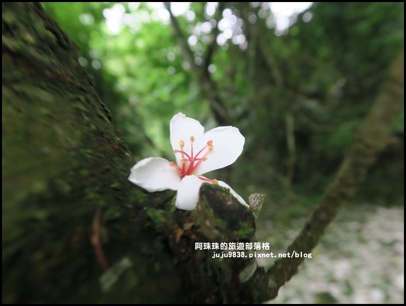 十一指古道12.JPG 十一指古道12.JPG