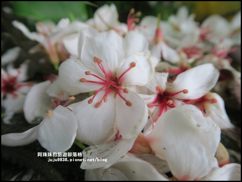 十一指古道13.JPG 十一指古道13.JPG