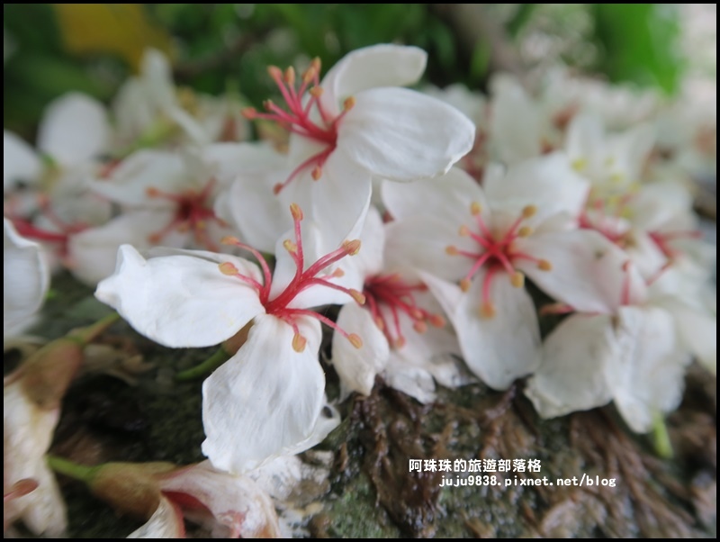 十一指古道14.JPG 十一指古道14.JPG