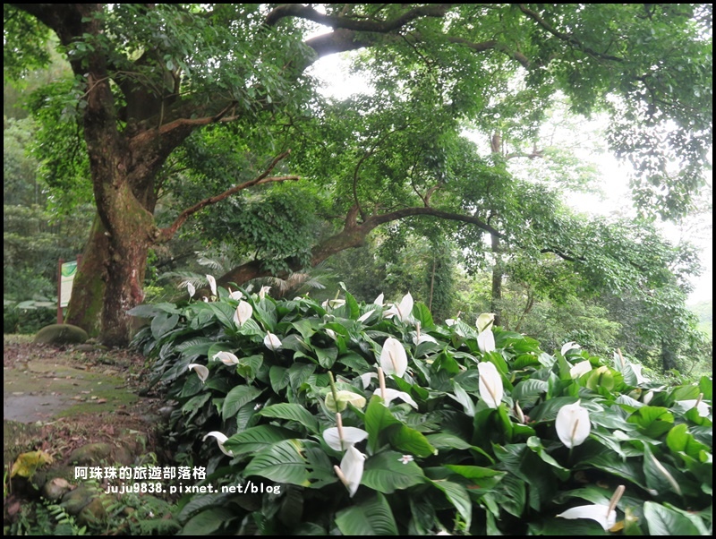 十一指古道17.JPG 十一指古道17.JPG