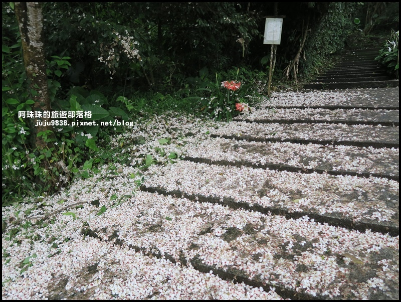 十一指古道16.JPG 十一指古道16.JPG