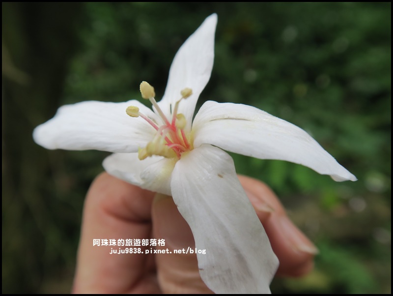 十一指古道19.JPG 十一指古道19.JPG