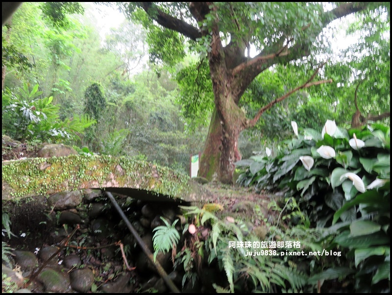 十一指古道18.JPG 十一指古道18.JPG