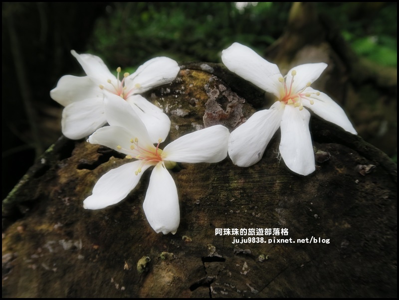 十一指古道20.JPG 十一指古道20.JPG