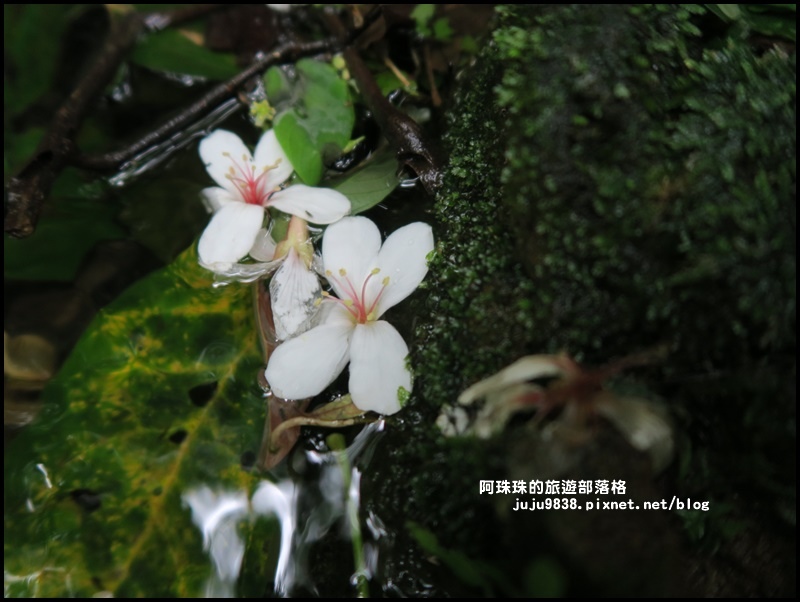 十一指古道23.JPG 十一指古道23.JPG