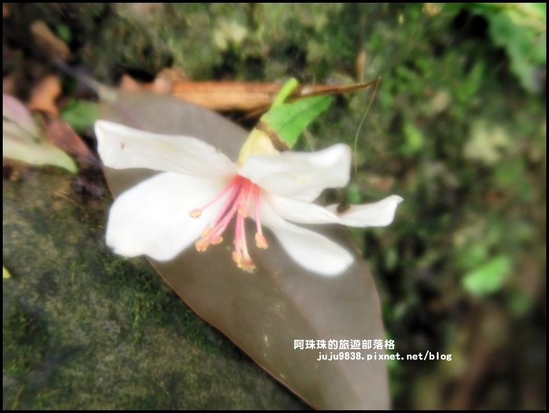 十一指古道26.JPG 十一指古道26.JPG