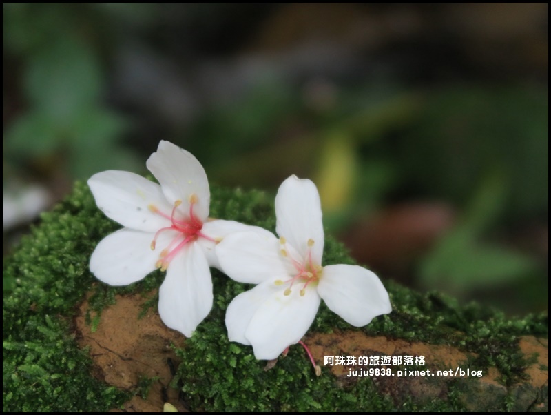 十一指古道30.JPG 十一指古道30.JPG