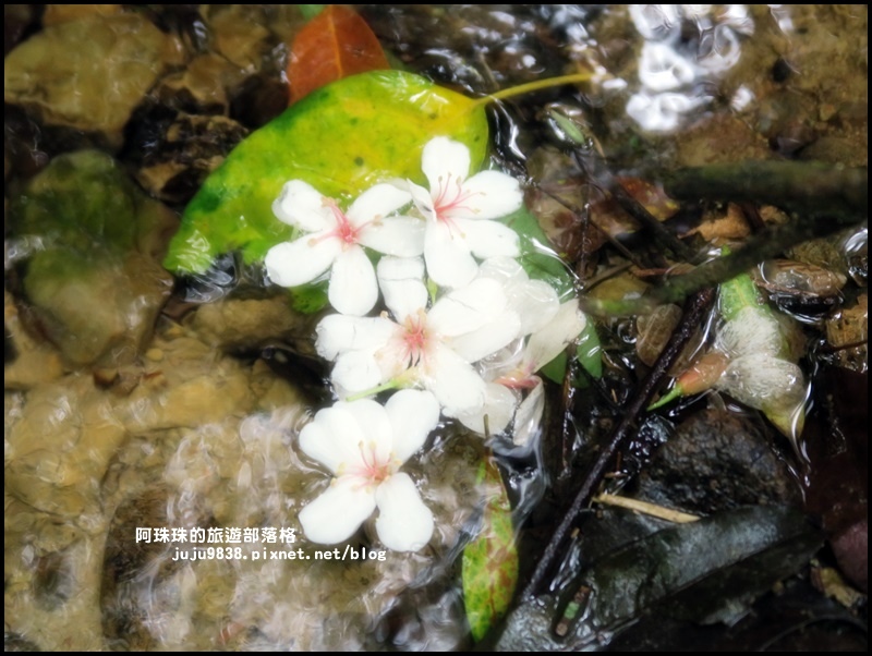 十一指古道31.JPG 十一指古道31.JPG