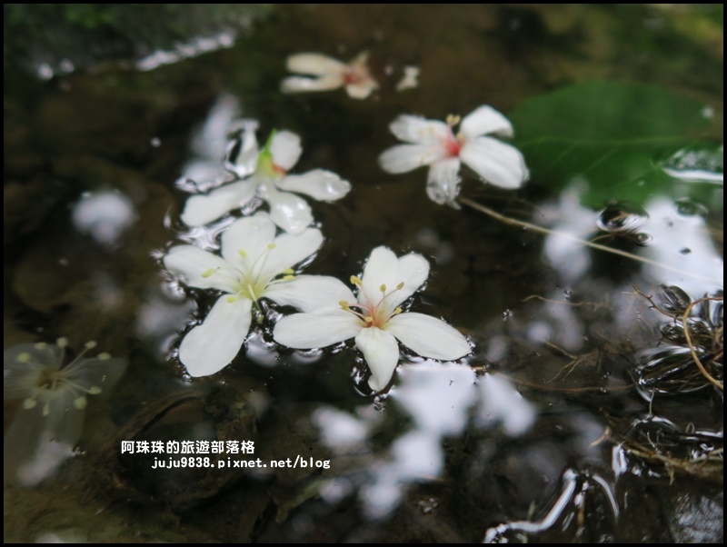 十一指古道33.JPG 十一指古道33.JPG