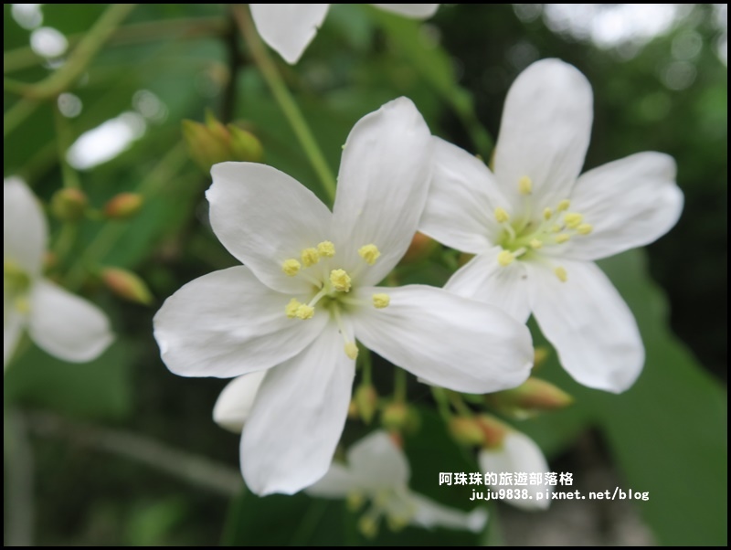 十一指古道37.JPG 十一指古道37.JPG