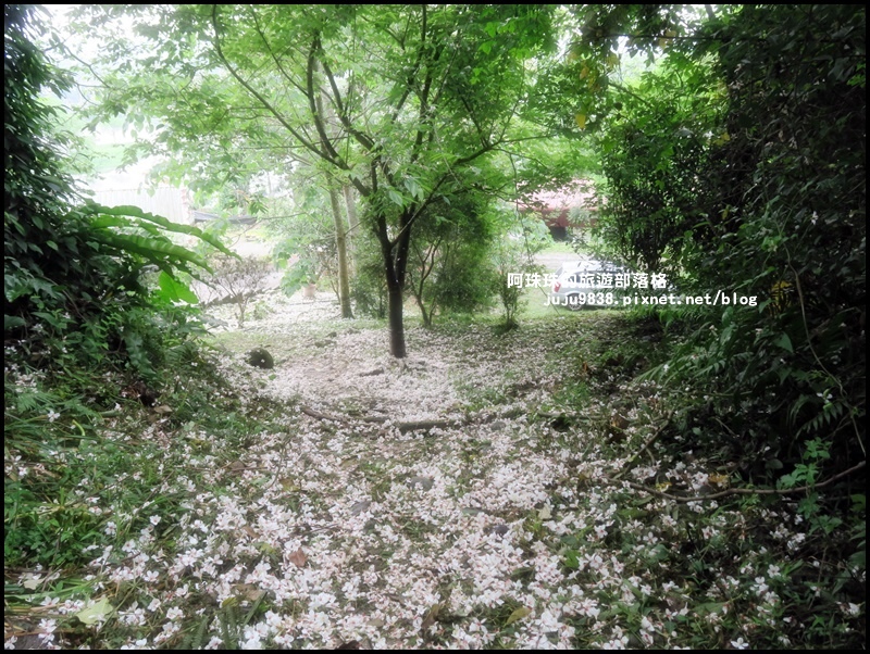 十一指古道41.JPG 十一指古道41.JPG