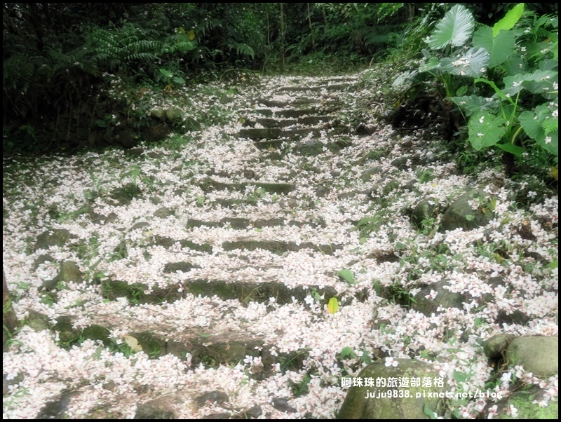 十一指古道38.JPG 十一指古道38.JPG