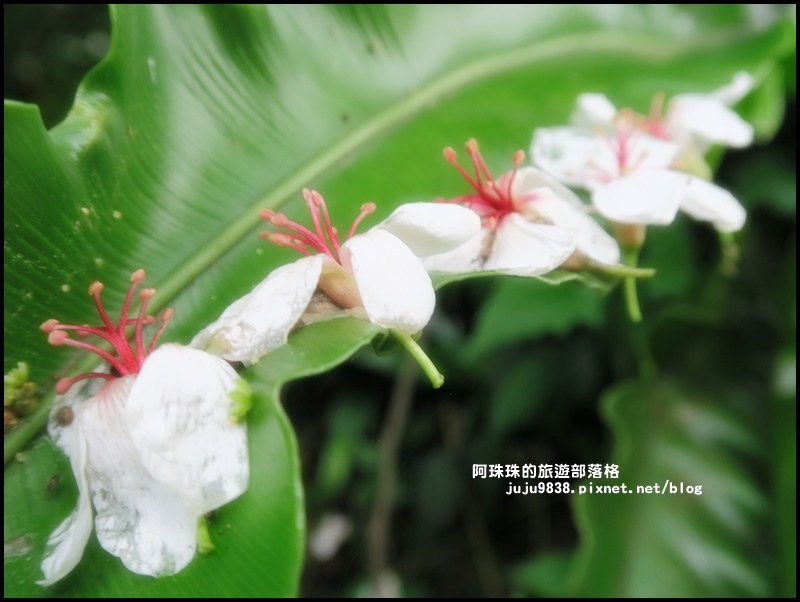 十一指古道40.JPG 十一指古道40.JPG