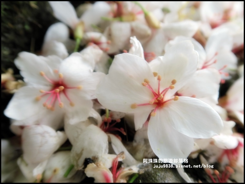 十一指古道43.JPG 十一指古道43.JPG