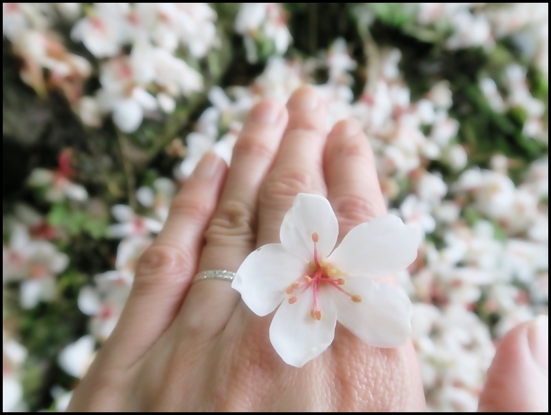 十一指古道42.JPG 十一指古道42.JPG