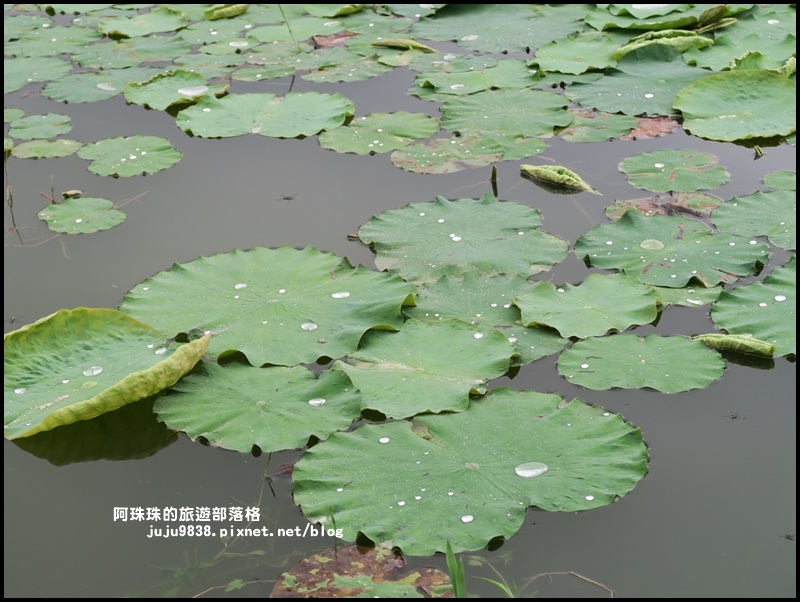 十一指古道48.JPG 十一指古道48.JPG