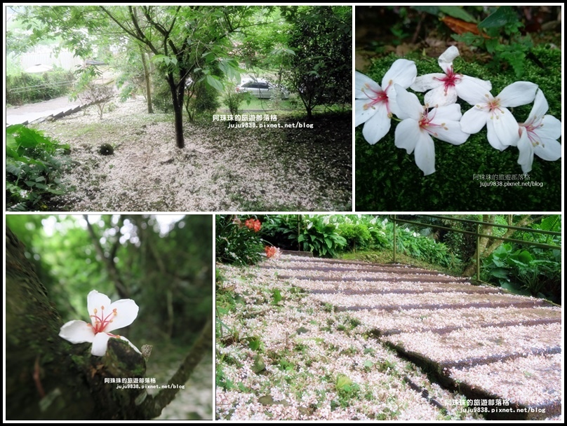 十一指古道54 十一指古道54