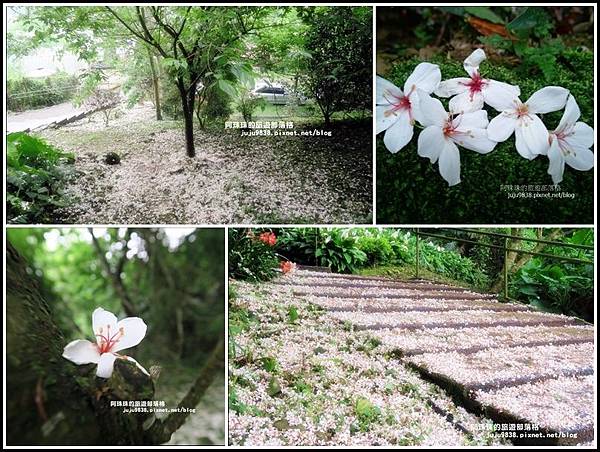 十一指古道54 十一指古道54