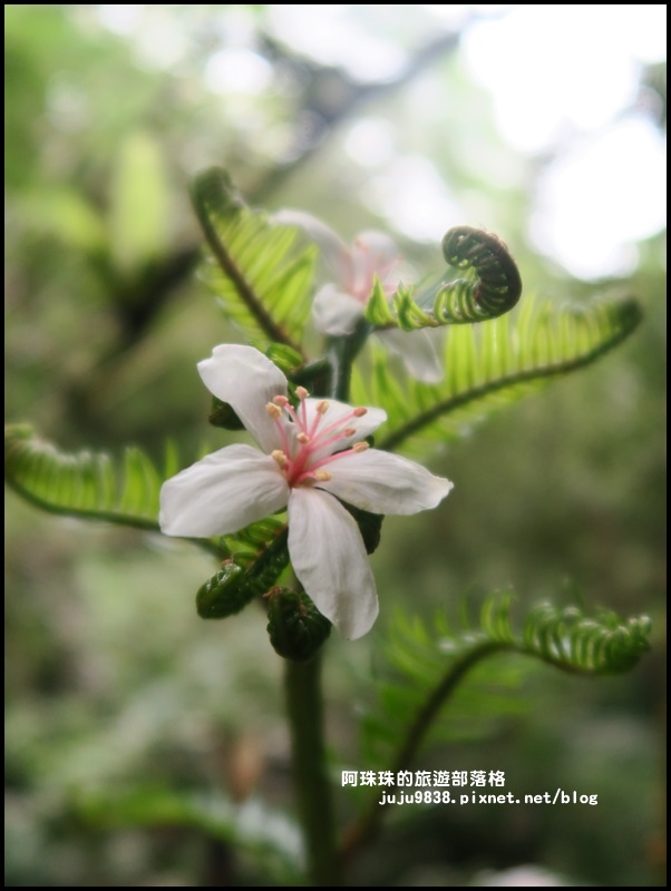 小粗坑13.JPG 小粗坑13.JPG