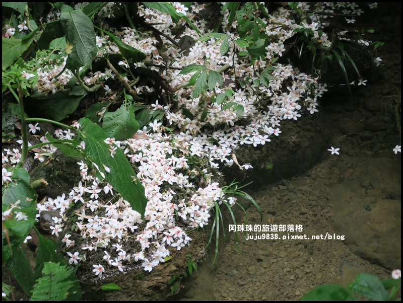 小粗坑14.JPG 小粗坑14.JPG