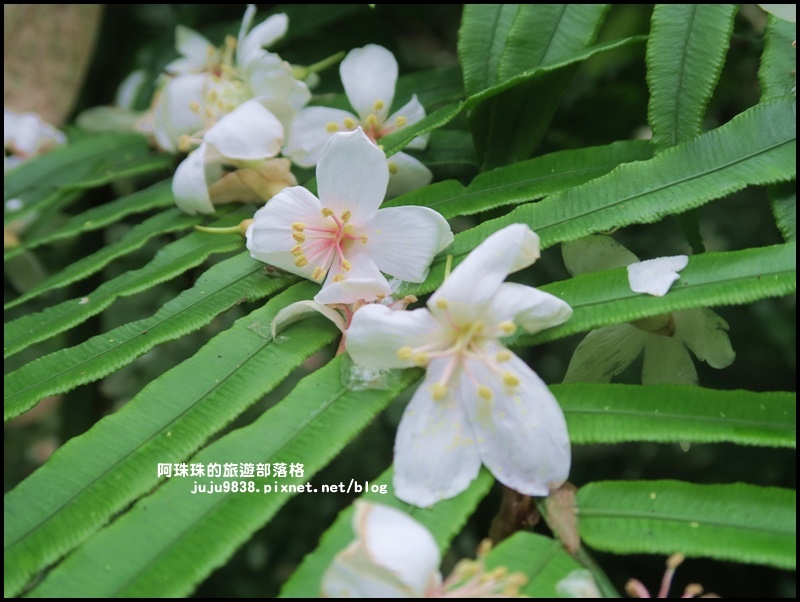 小粗坑17.JPG 小粗坑17.JPG