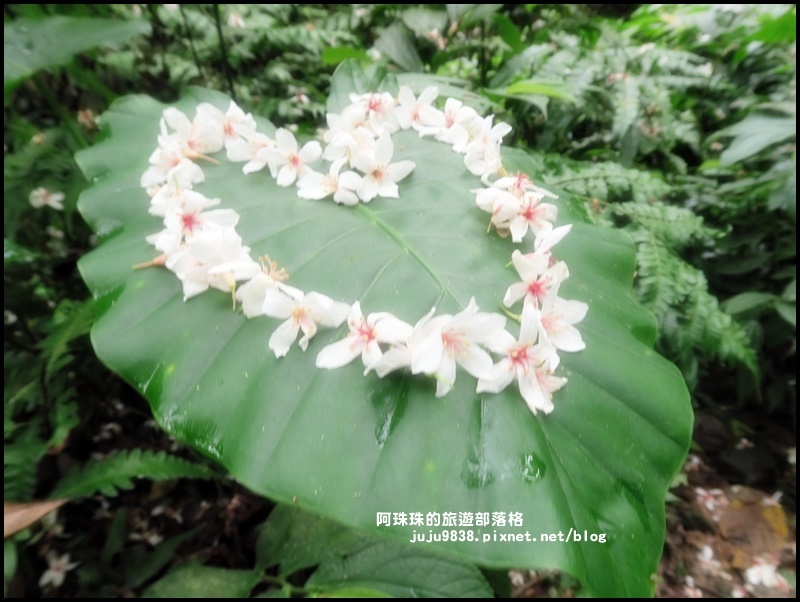 小粗坑19.JPG 小粗坑19.JPG