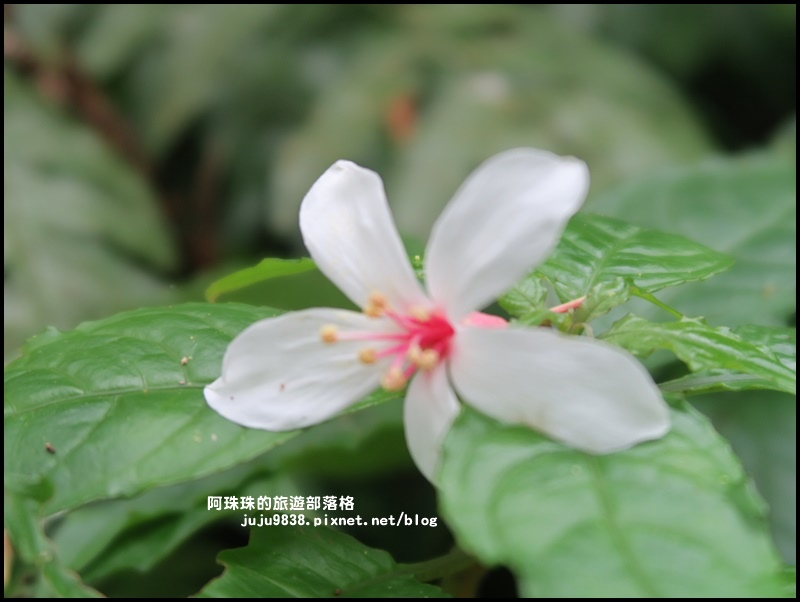 小粗坑21.JPG 小粗坑21.JPG