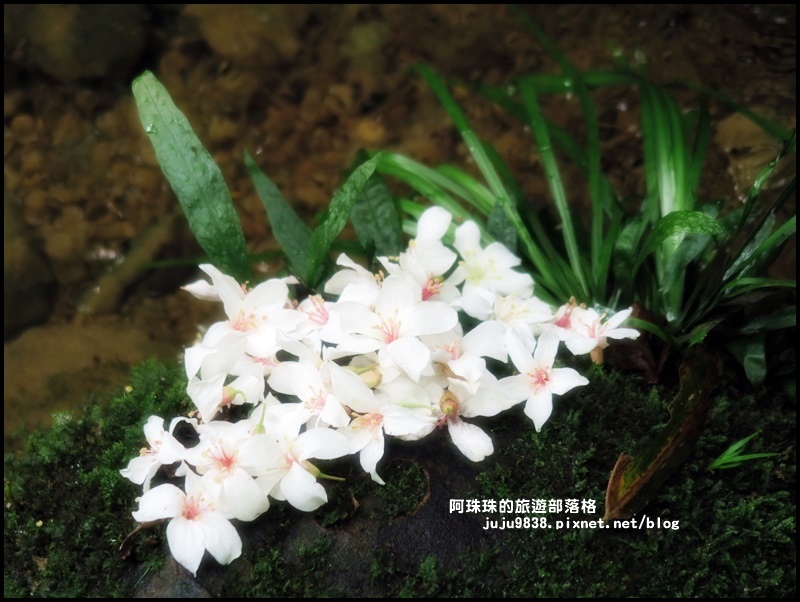 小粗坑25.JPG 小粗坑25.JPG