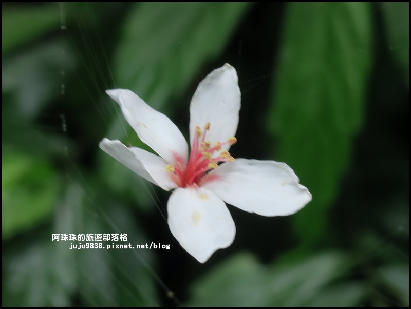 小粗坑26.JPG 小粗坑26.JPG