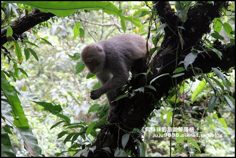 新寮瀑布4.JPG 新寮瀑布4.JPG