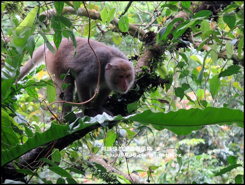 新寮瀑布29.JPG 新寮瀑布29.JPG