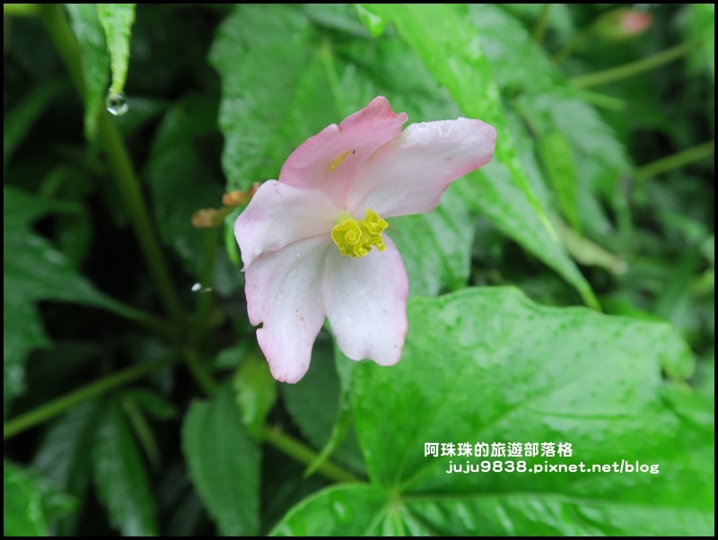 新寮瀑布30.JPG 新寮瀑布30.JPG