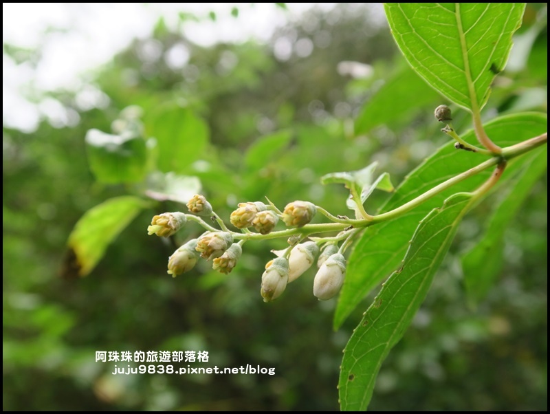 新寮瀑布46.JPG 新寮瀑布46.JPG