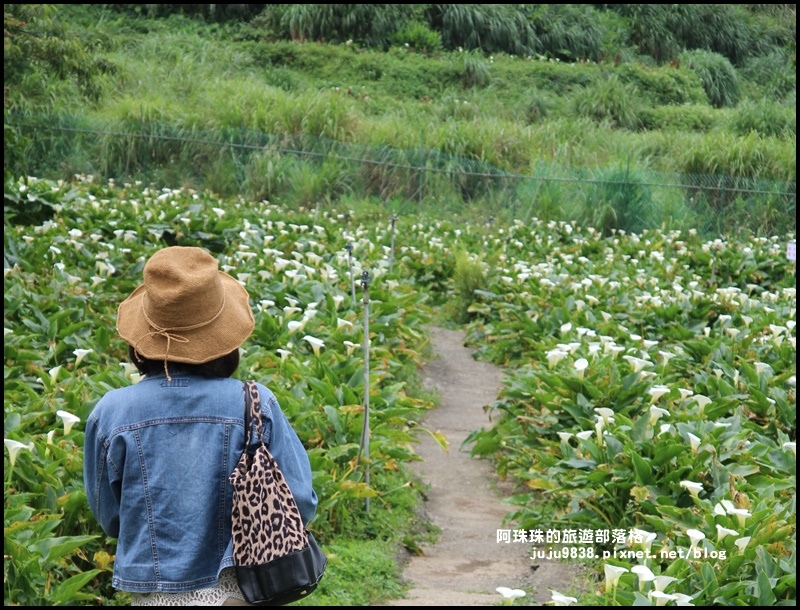 竹子湖10.JPG 竹子湖10.JPG