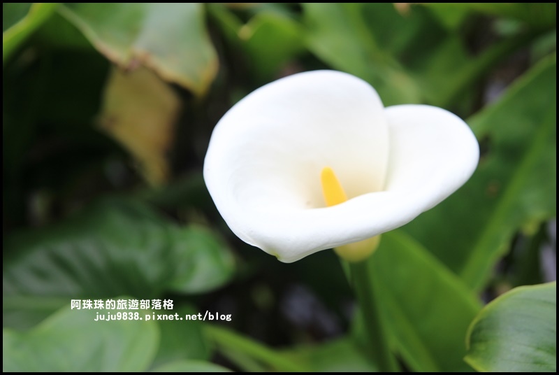 竹子湖20.JPG 竹子湖20.JPG