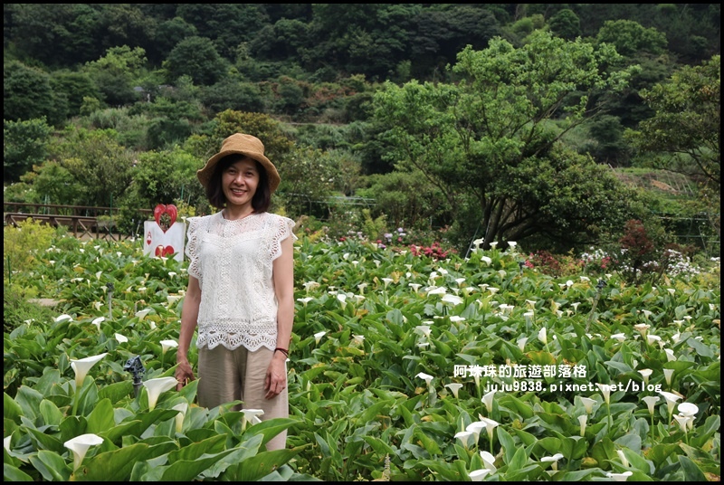 竹子湖23.JPG 竹子湖23.JPG