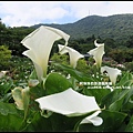 竹子湖34.JPG