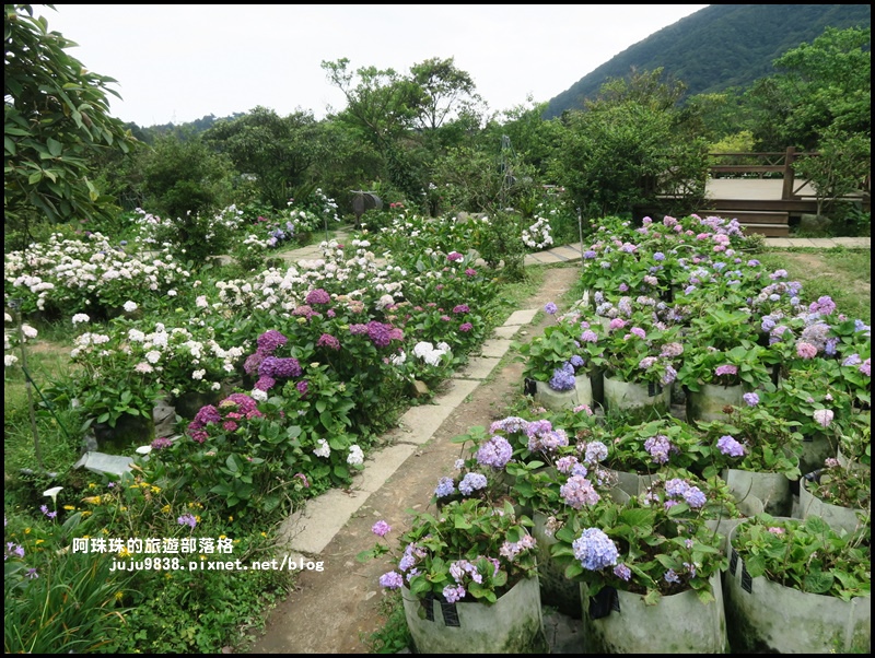 竹子湖38.JPG 竹子湖38.JPG